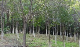 南岗村旧改爆料通知最新,揭秘项目进展与居民期待