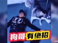 狗哥最新爆料,娱乐圈最新爆料大揭秘！